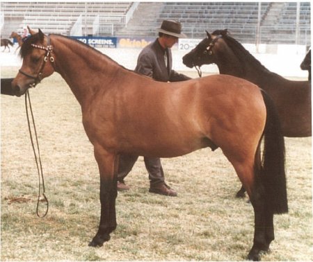 Фото австралийского пони гнедой масти