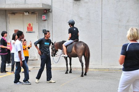 Фото пони породы Бали рыжей масти