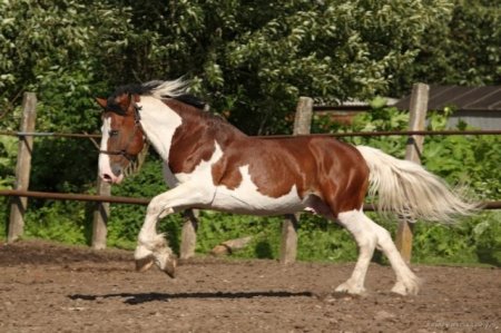 Гнедо-пегая масть лошадей: фото, описание