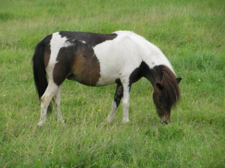 Фото пони гнедо-пегой масти