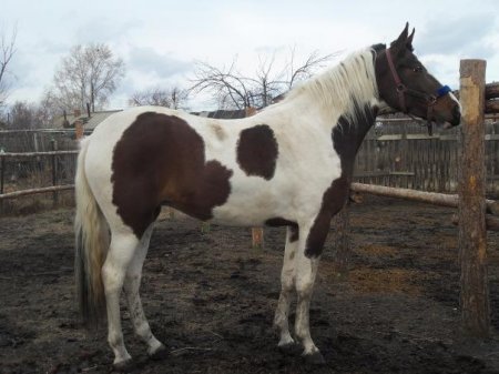 Фото лошади гнедо-пегой масти