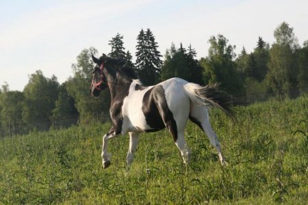 Фото лошади вороно-пегой масти