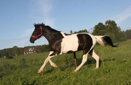 Вороно-пегая масть лошадей: фото, описание
