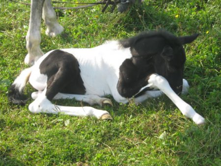 Фото жеребенка вороно-пегой масти