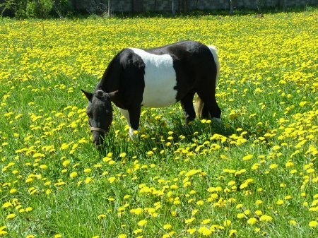 Фото пони вороно-пегой масти