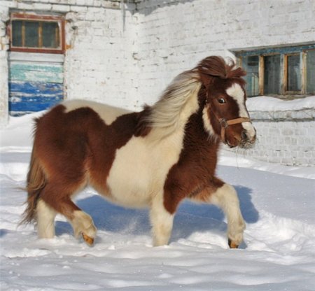 Фото пони рыже-пегой масти