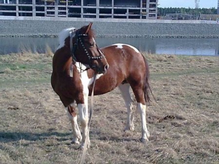 Рыже-пегая масть лошадей: фото, описание