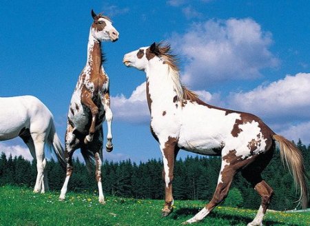 Фото лошадей рыже-пегой масти