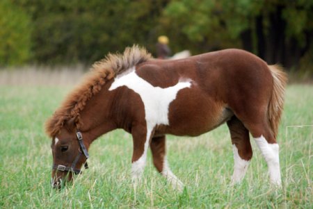 Фото пони рыже-пегой масти типа тобиано