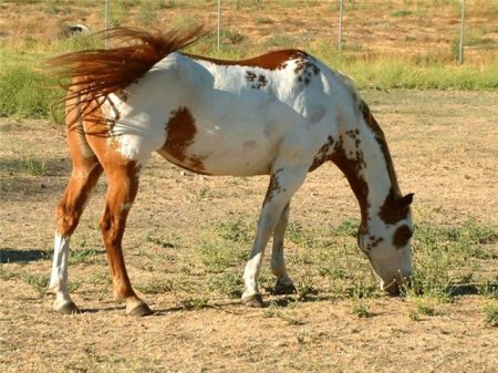 Фото лошади рыже-пегой масти