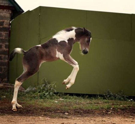 Фото жеребенка гнедо-пегой масти