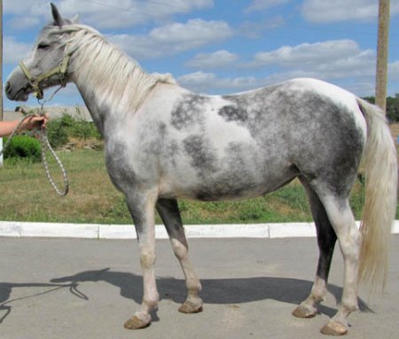 Фото лошади серо-пегой масти