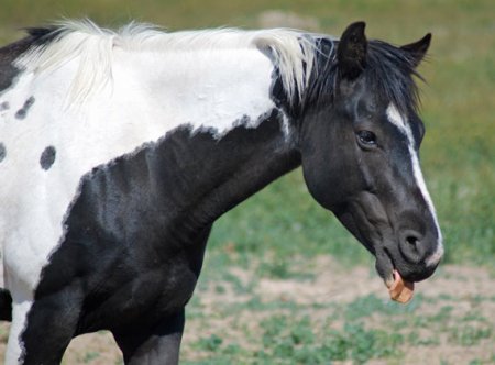 Фото лошади породы пинто вороно-пегой масти