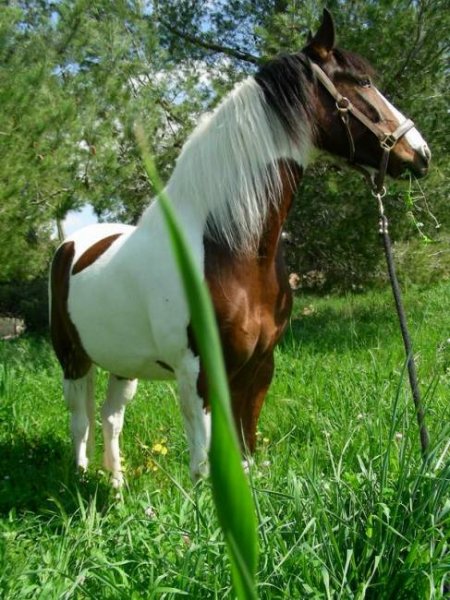 Фото лошади породы пинто гнедо-пегой масти