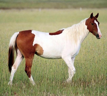 Лошади породы пинто: фото, описание, история происхождения