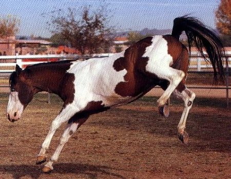 Фото лошади породы пинто гнедо-пегой масти