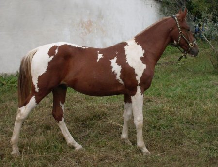 Фото лошади породы пинто рыже-пегой масти