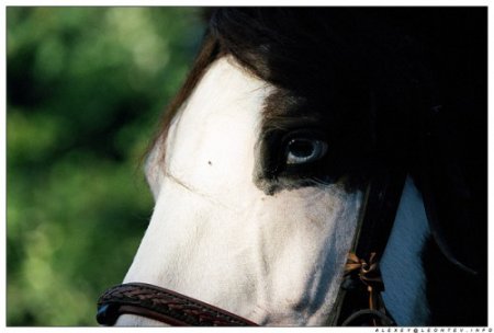 Фото лошади породы пинто вороно-пегой масти