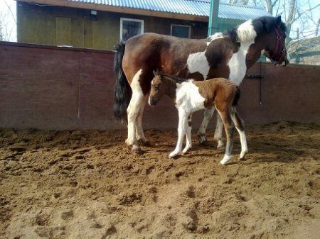 Фото кобылы с жеребенком гнедо-пегой масти