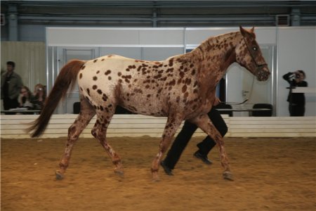 Фото лошади кнабструбской породы чубарой масти