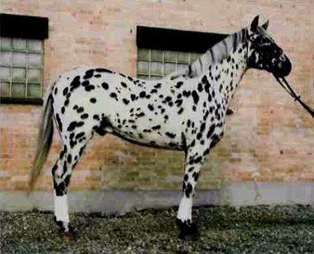 Фото лошади кнабструбской породы чубарой масти