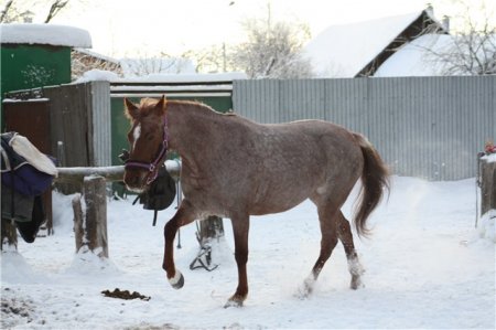 Фото лошади рыже-чалой масти