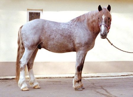 Рыже-чалая масть лошадей: фото, описание