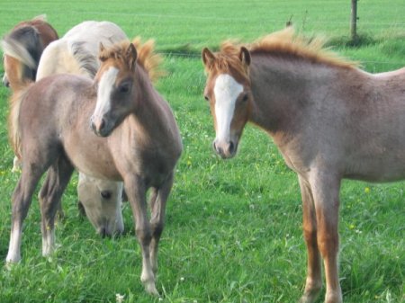 Фото жеребят рыже-чалой масти