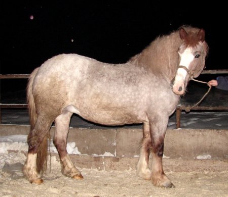 Фото лошади рыже-чалой масти