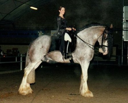 Фото лошади гнедо-чалой масти