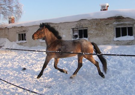Фото лошади гнедо-чалой масти