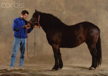 Фото пони породы бардиджиано гнедой масти