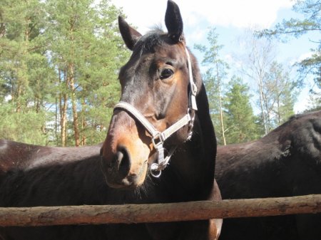 Караковая масть лошадей: фото, описание