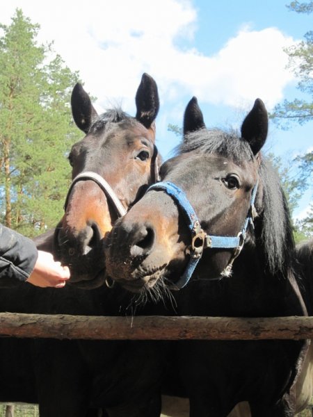 Фото лошадей караковой масти