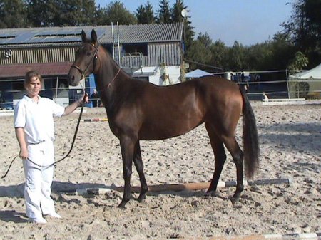 Фото лошади темно-буланой масти