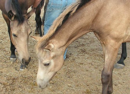 Фото лошади серебристо-буланой  масти