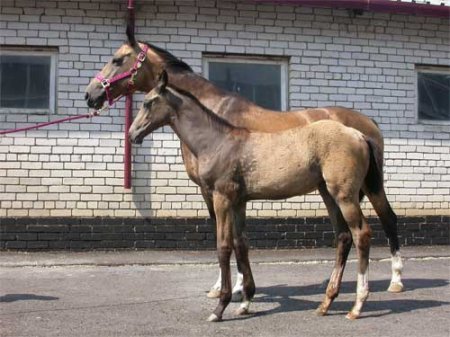 Фото кобылы с жеребенком буланой  масти