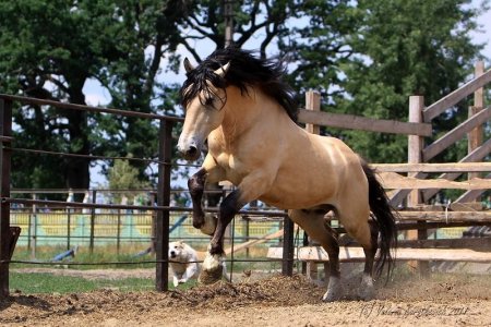 Саврасая масть лошадей: фото, описание