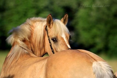 Фото лошади солово-саврасой масти