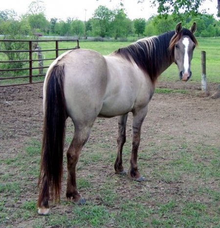 Фото лошади саврасой масти