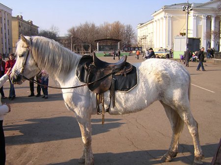 Фото пони породы велара серой масти