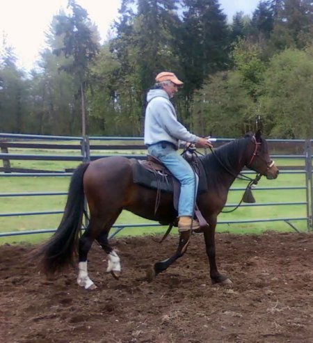 Фото пони породы велара гнедой масти