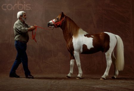 Фото Баскского пони рыже-пегой масти