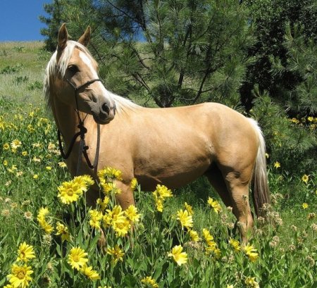 Соловая масть лошадей: фото, описание