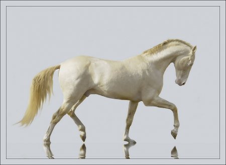 Изабелловая (кремовая) масть лошадей: фото, описание