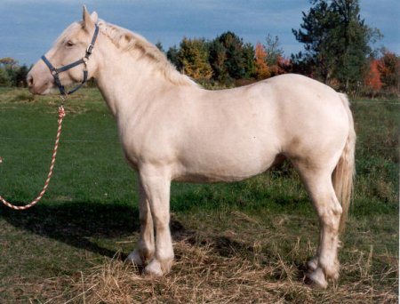 Фото лошади изабелловой масти