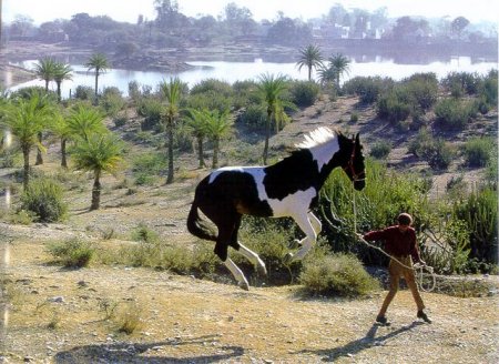 Фото марварской лошади пегой масти