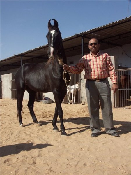 Фото марварской лошади вороной масти