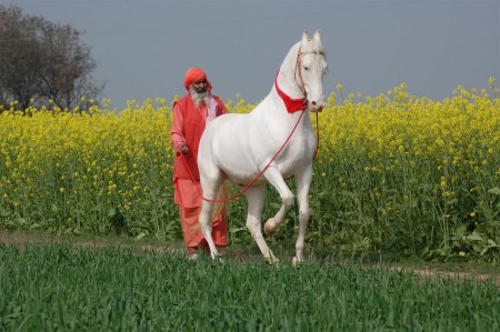 Фото марварской лошади светло-серой масти