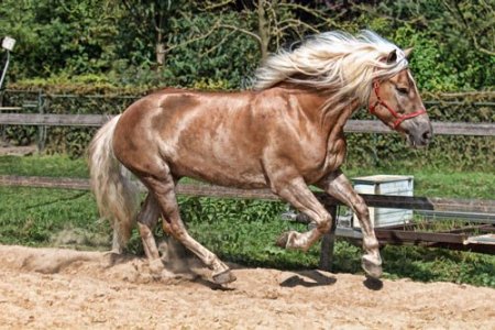 Фото гафлингерской лошади игреневой масти